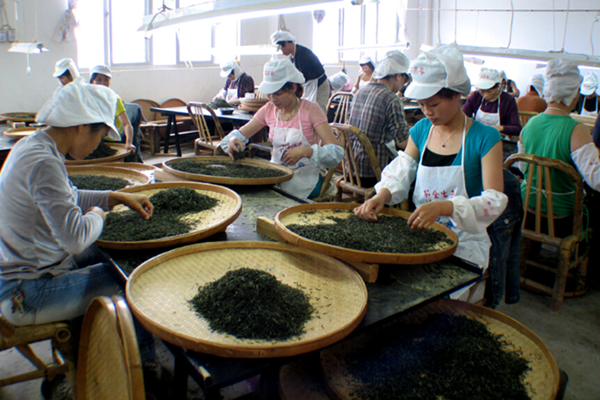 Fujian is the birthplace of white tea
